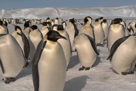 Імператорські пінгвіни під загрозою: льоду дедалі менше