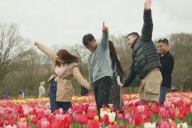 Нове поле тюльпанів приваблює туристів на півдні Англії