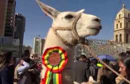У Болівії ламам, альпакам та вікуньям присвятили фестиваль
