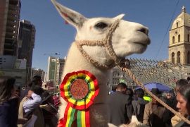 У Болівії ламам, альпакам та вікуньям присвятили фестиваль