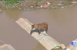 Життя на мосту: як бразильці рятуються від повеней