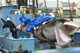 Японія додасть фінвалів до переліку видів для китобійного промислу