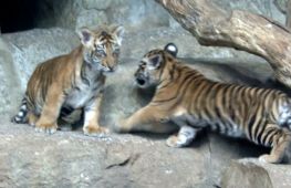 У зоопарку в Берліні оголосили клички двох суматранських тигренят