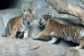 У зоопарку в Берліні оголосили клички двох суматранських тигренят
