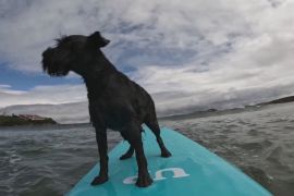 Собаки підкорюють хвилі на чемпіонаті із серфінгу в Іспанії