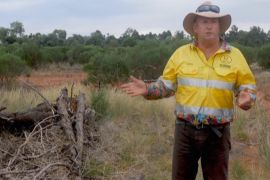 В Австралії чагарники допоможуть отримувати електроенергію