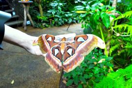 Цілий «ліс метеликів» із Танзанії оселився в тропічній оранжереї в Італії