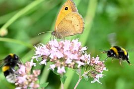 Метелики, бджоли та жуки: у Німеччині починається сезон підрахунку комах