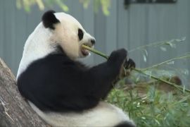Китай відправить до Вашингтона двох великих панд