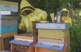 Міжнародний день бджіл: як вивчають цих комах із часів Галілея