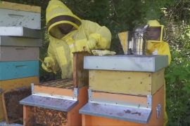 Міжнародний день бджіл: як вивчають цих комах із часів Галілея