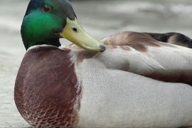 Як щорічна міграція птахів допомагає поширити пташиний грип