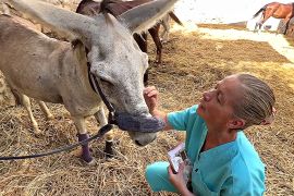 Ветеринар із Нідерландів лікує коней та ослів у Єгипті