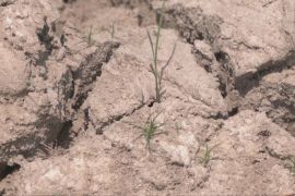 Небувала посуха в Китаї знищує посіви фермерів