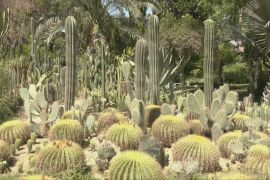 4000 рідкісних видів: прогулянка унікальним ботанічним садом у Каїрі