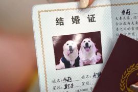 У Китаї дедалі частіше влаштовують дорогі собачі весілля
