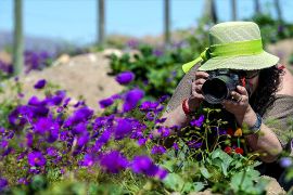 Пустеля Атакама в Чилі дивує рідкісним зимовим цвітінням
