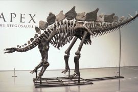 Найбільший і найповніший: рідкісний скелет стегозавра виставлять на торги в Нью-Йорку