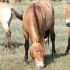 Дрони допомагають угорським науковцям спостерігати за рідкісними кіньми Пржевальського
