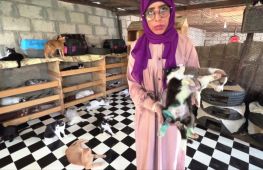Молода жінка рятує кішок і собак в Ємені, попри війну