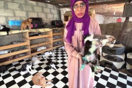 Молода жінка рятує кішок і собак в Ємені, попри війну