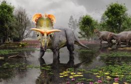 Новий вид динозавра: предок трицератопса