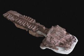 Скам’янілість доісторичної гігантської саламандри знайшли в Намібії