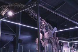 Напрочуд повний скелет динозавра показали в Данії