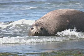 Звіт WWF: популяція диких тварин у світі за 50 років зменшилася на 75 %