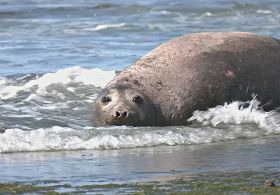 Звіт WWF: популяція диких тварин у світі за 50 років зменшилася на 75 %