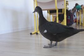 Як курка та качка виховують у дітях доброту в румунській школі