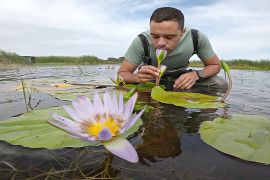 Капська лілія повернулася у водно-болотні угіддя Кейптауна