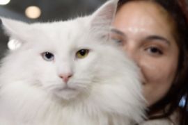 Рідкісні та екзотичні: сотні котів узяли участь у виставці SuperCat у Римі