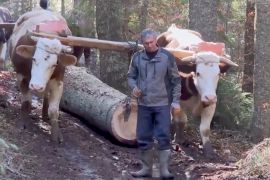 У Боснії і Герцеговині в лісозаготівлі й нині використовують коней та волів