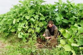 Як зміна клімату впливає на сільське господарство Центральної Європи