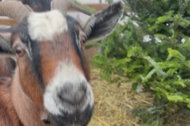 Віддати козам живі ялинки після Різдва пропонують фермери Чикаго