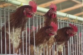 США повідомляють про першу в країні смерть людини від пташиного грипу