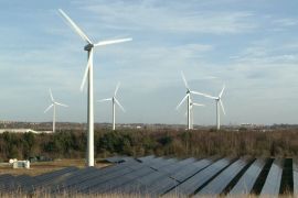 Навколо заводу Nissan у Великій Британії відновили природне біорізноманіття