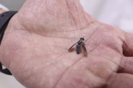 В ОАЕ використовують мух для виробництва біопального