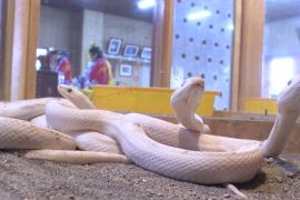 Білі змії на Тайвані віщують успіх і мир у китайський Новий рік