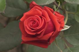Еквадорська «квіткова машина» запрацювала напередодні 14 лютого