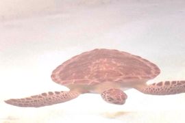 Науковці розгадали таємницю «втрачених років» морських черепах