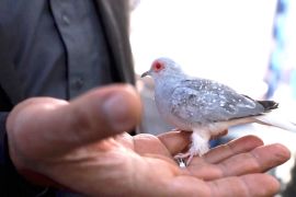 Шанувальник птахів з Іраку перетворив захоплення на бізнес