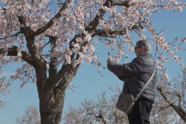 В Іспанії мигдаль зацвів на три тижні раніше