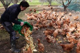 На Кіпрі знайшли роботу для старих курей