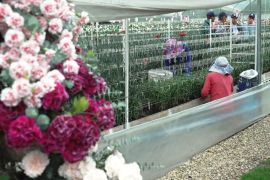 У Колумбії щороку вирощують нові сорти гвоздик