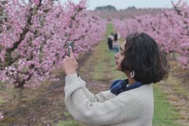 Квітучі персикові сади зачаровують туристів в Іспанії