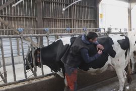 Французькі фермери вчаться лікувати корів акупунктурою