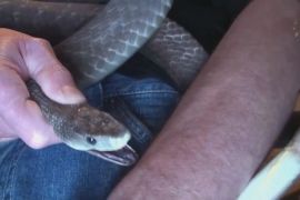 Американець не боїться укусів змій