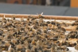 Всесвітній день бджіл: що загрожує критично важливим запилювачам